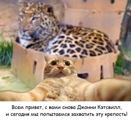 Джонни Кэтсвилл