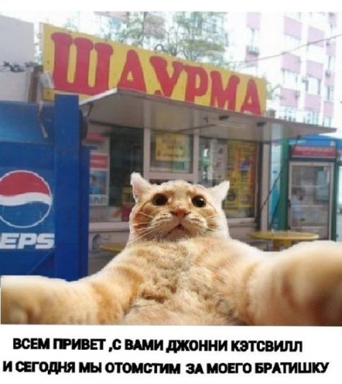 Джонни Кэтсвилл