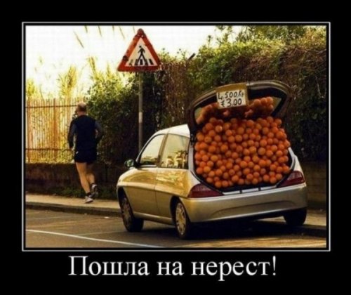 Автомобильные демотиваторы