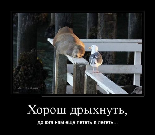 Демотиваторы на досенг