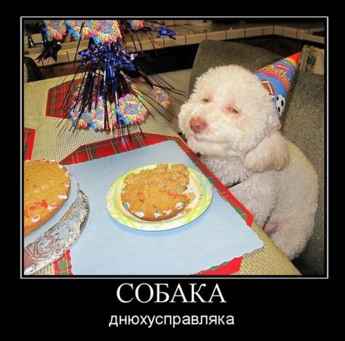 Демотиваторы про собак