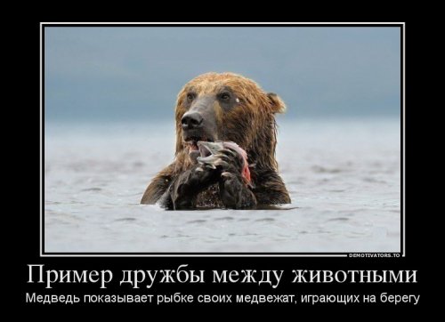 Демотиваторы про животных