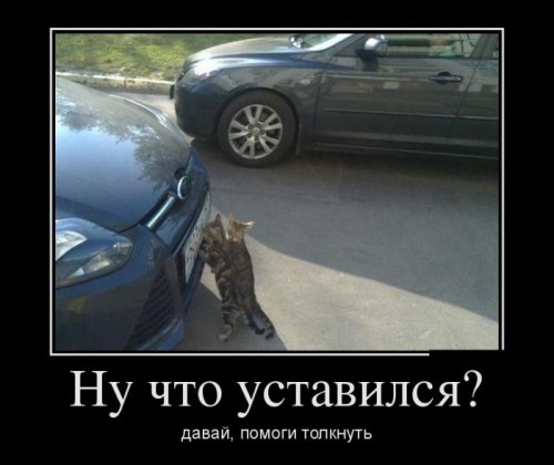 Демотиваторы на триникси