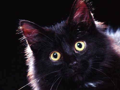 Дневник кота Дневник кота