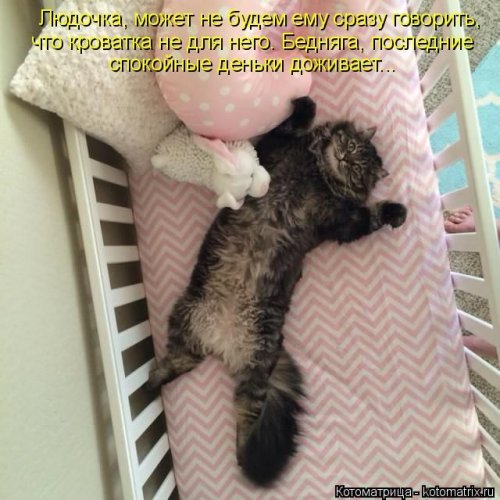 Смешные котоматрицы