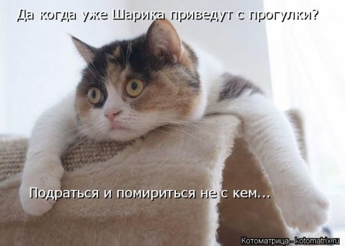 Новые котоматрицы