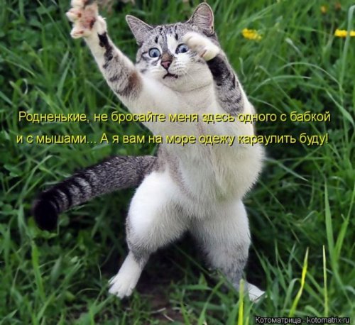 Фото животных с надписями: Котоматрица