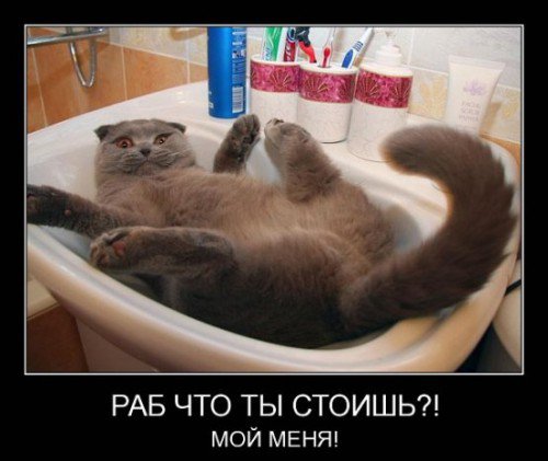 Как выглядит наглость
