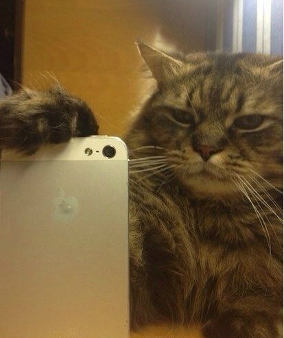 Коты тоже любят сэлфи