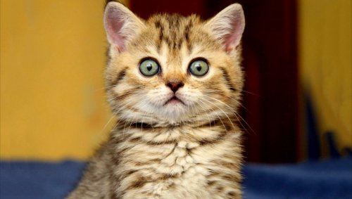 Кота звали?