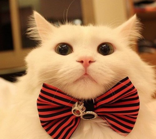 Коты тоже любят сэлфи