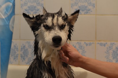 Эмоциональные собаки. 